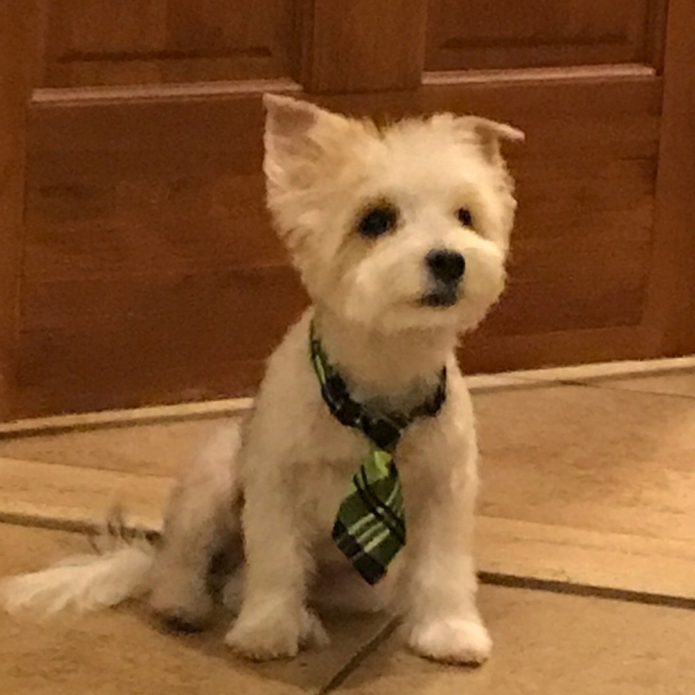 Meet your Posher, Jasmine